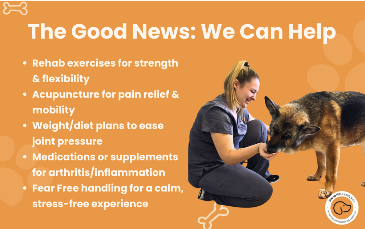 Annual Flea & tick injections for dogs